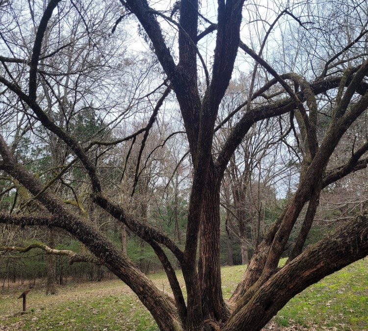 Boyd Site, Natchez Trace Parkway (Madison,&nbspMS)